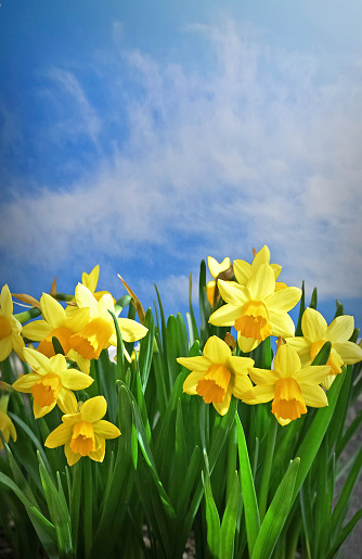 Daffodils and blue sky background with copy space. Spring concept. Easter floral background.
