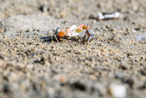 10+ Fiddler Crab Fight Stock Photos, Pictures & Royalty-Free Images - iStock