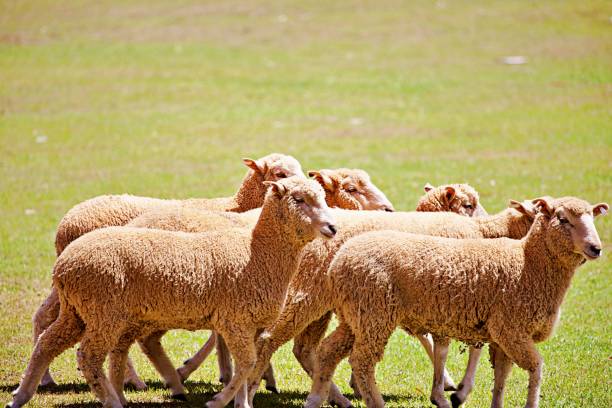 istock Flock of sheep 1460074494