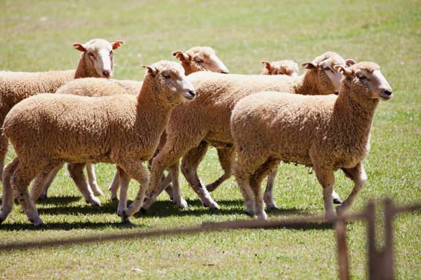 istock Flock of sheep 1460074577