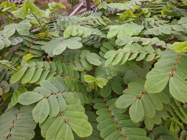istock Ketepeng plants in tropical nature borneo 1460077748