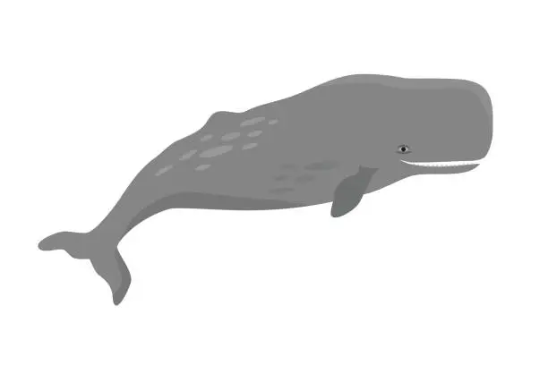 Vector illustration of Cachalot or Sperm whale vector illustration.