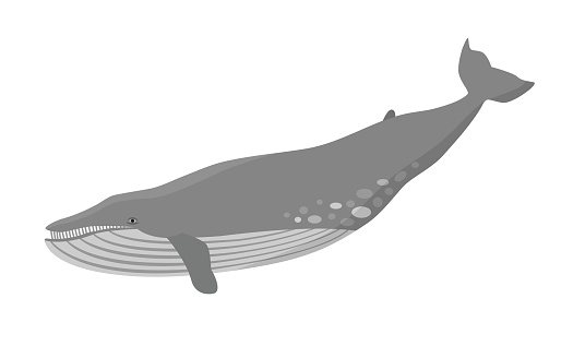 Blue whale vector illustration. Marine mammal, world's largest animal.