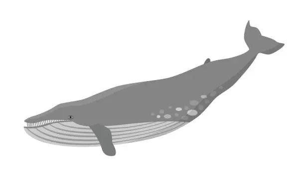 Vector illustration of Blue whale vector illustration. Marine mammal, world's largest animal.