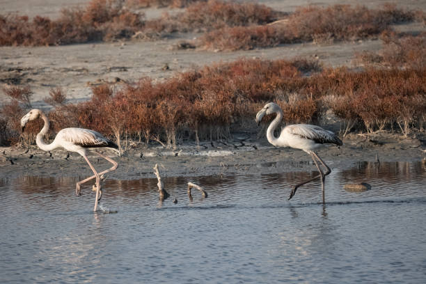 istock A Group of young Flamingos walking on Delta Evros 1460078730