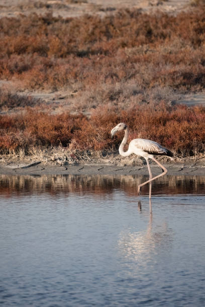 istock A Group of young Flamingos walking on Delta Evros 1460078803
