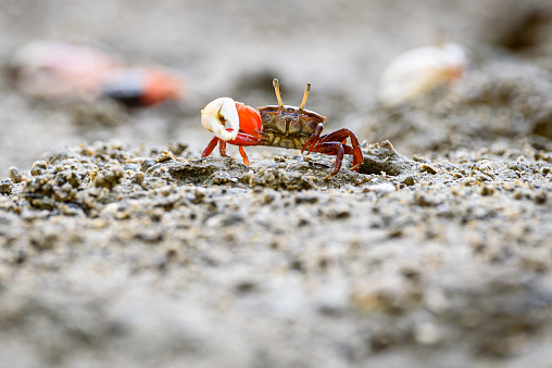 A female Maryland Blue Crab from the Chesapeake Bay walks along a pier after being caught by a fisherman in the late afternoon.