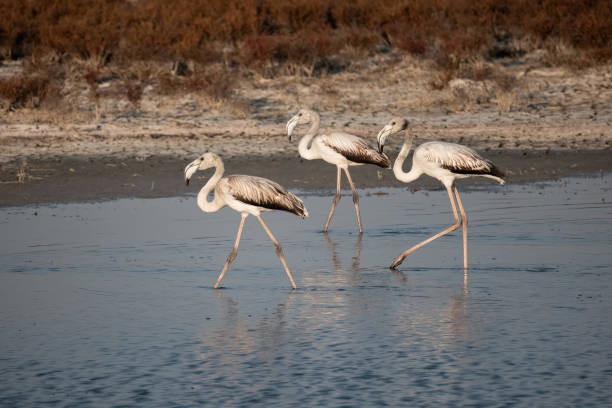 istock A Group of young Flamingos walking on Delta Evros 1460079056