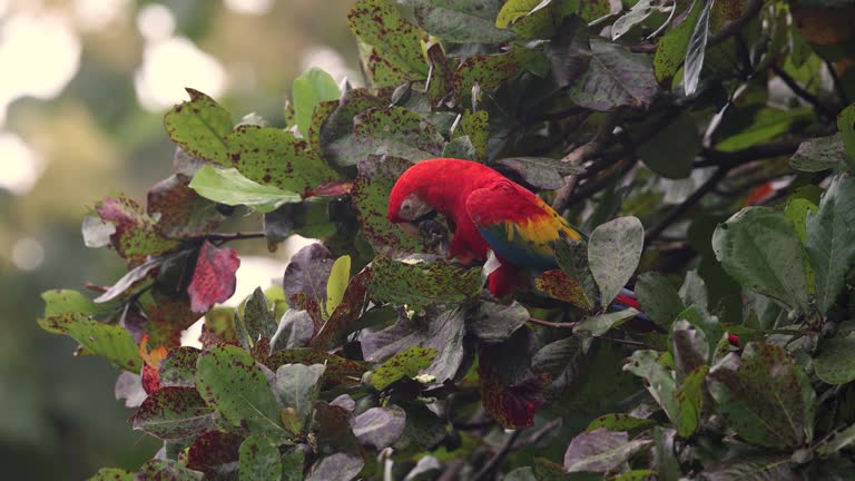 Scarlet Macaw in Costa Rica