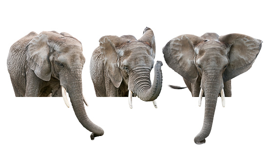 Indian elephant running towards the camera. 3D illustration isolated on white background.
