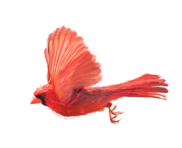 Red jay bird, illustration, vector on white background. 13684617 Vector Art  at Vecteezy