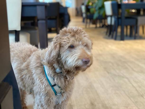 istock Pretty dog in the restaurant 1460084081