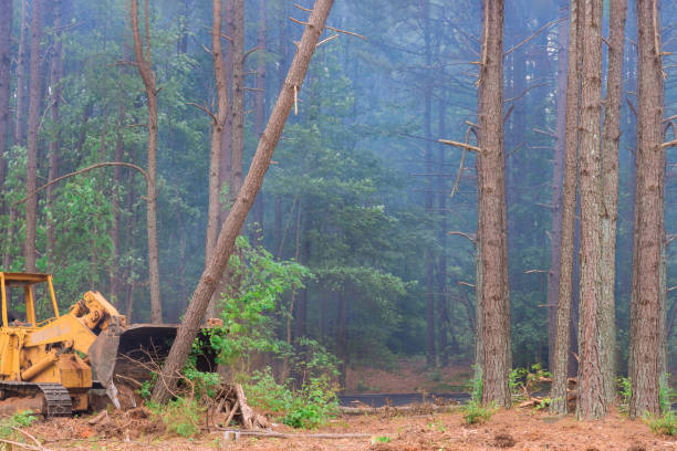 istock During construction process with tractor skid steers were used to clear land uprooted trees from for subdivision development 1460084679
