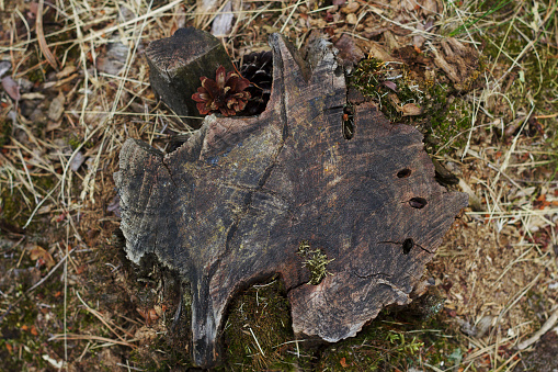 cuted tree stump in the forest with top view