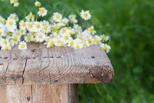 summer background with old wooden bench in the grass and bouquet of chamomile flowers