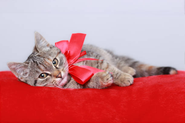 istock Cat posing at camera. copy space. Valentine's Day. Kitten with red bow rests on a red pillow. Cat gift. Web banner copy space. Postcard. Greeting card. Happy birthday. Pet 1460085798