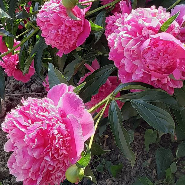 istock Garden of Peonies 1460086174