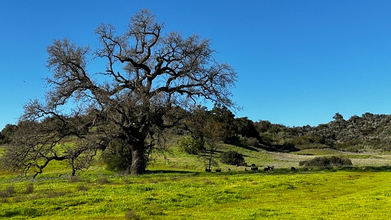 Old oak tree near Lake Casitas