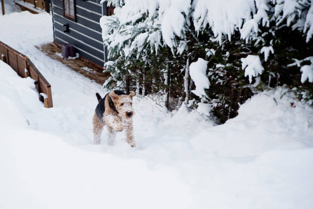 istock Airedale terrier dog running in the winter snow. 1460089374