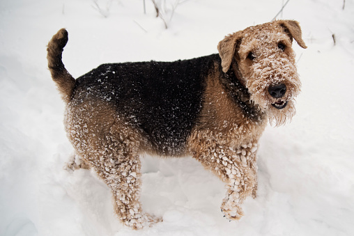 Airedale terrier dog in the winter snow. He is covered with snow and is looking at the camera. Horizontal full length outdoors shot with copy space. This was taken in the north of Quebec, Canada.