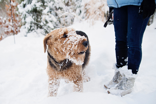 Airedale terrier dog covered with snow at the feet of his owner. Horizontal full length outdoors shot with copy space. This was taken in the north of Quebec, Canada.