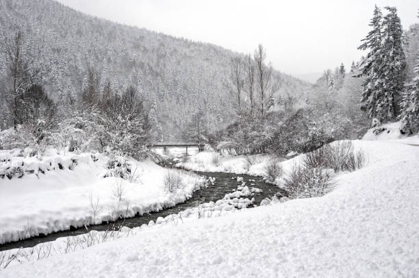 istock Forest landscape on a snowy winter day 1460089487