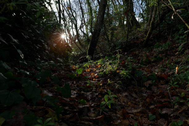 istock young plants waking up after winter 1460090943