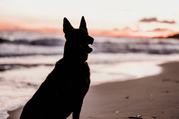 Backlit dog playing on the shore of the beach.