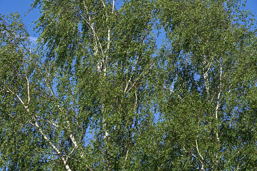 Beautiful landscape with white birches. Birch trees in bright sunshine. Birch grove in autumn. The trunks of birch trees with white bark. Birch trees trunks. Beautiful panorama.