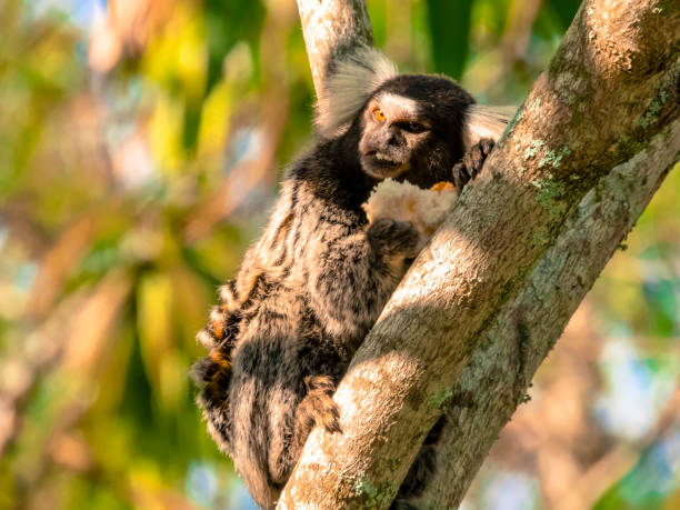istock Monkey eating a piece of bread 1460092317