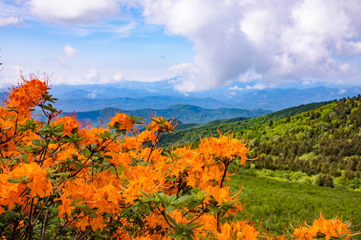 Fire rhododendron in Blue ridge parkway