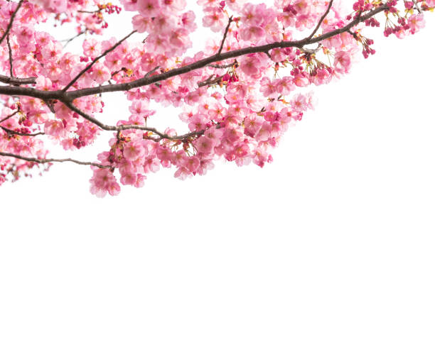 白地にピンクの桜