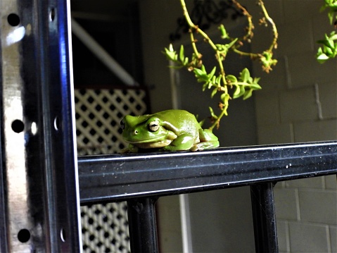 A Green Tree Frog sitting on a fence