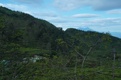 Tea Mountain Morning View, Puncak,Bogor Indonesia