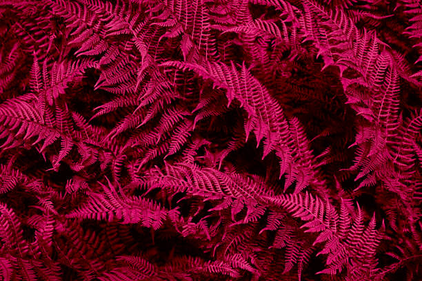 raspberry pink red leaf, leaves, fern branches. toned background. viva magenta color. 2023 trend. - abstract textured textured effect real estate imagens e fotografias de stock