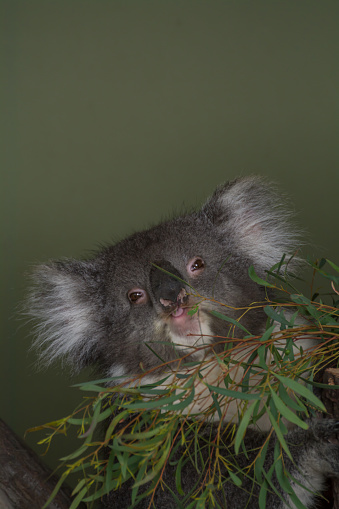Close-up of a koala sleeping in a tree during the day.