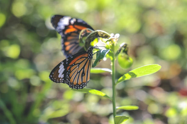 istock a monarchs on a flower, butterflies resting on flowers 1460098873