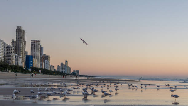 istock Gold coast beach and buildings 1460100370