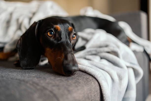 portrait d’un mignon chien de race sur le canapé. - dachshund dog small canine photos et images de collection