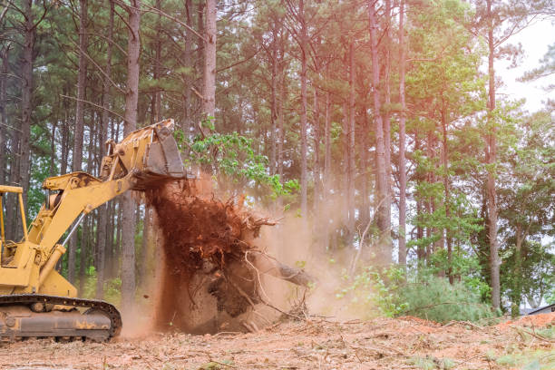 con el fin de preparar el terreno para el desarrollo de la subdivisión, se utilizaron minicargadoras tractoras para arrancar árboles que crecían en el camino durante la construcción. - tree removing house damaged fotografías e imágenes de stock