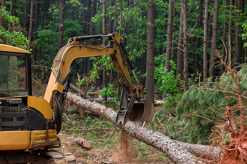 As part deforestation work machinery is used to remove trees lift logs in order prepare land for future housing construction work.