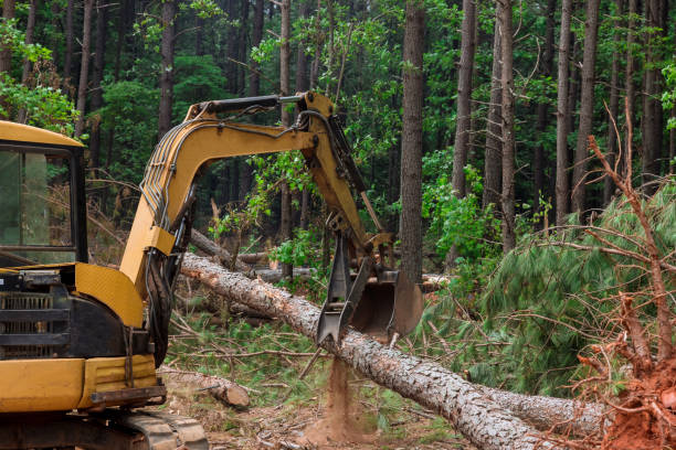 w ramach prac związanych z wylesianiem maszyny są wykorzystywane do usuwania drzew i podnoszenia kłód w celu przygotowania gruntów pod przyszłe prace budowlane. - earth mover construction industrial equipment bulldozer zdjęcia i obrazy z banku zdjęć