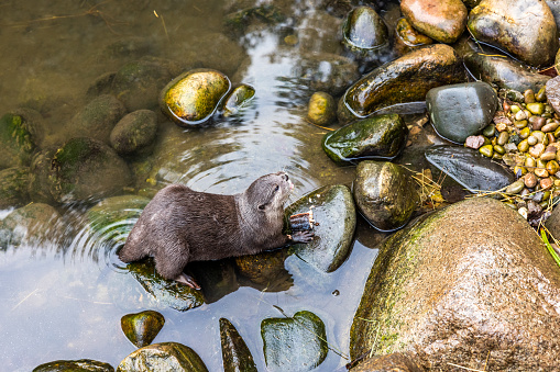 Cuddling Eurasian otter (Lutra lutra) near a waterfall.