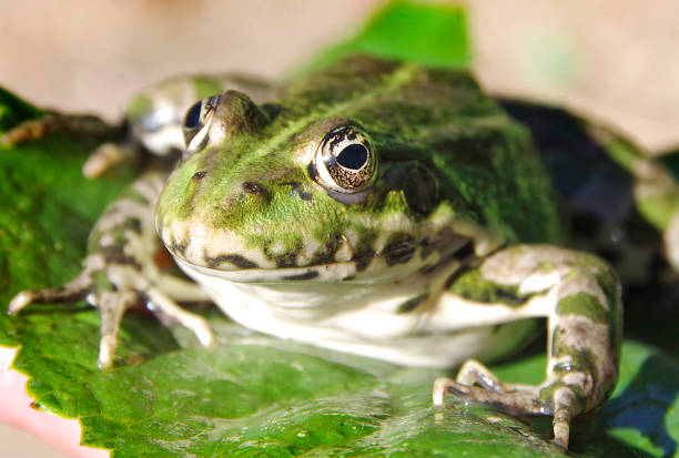 istock Big green frog in a swamp on a green leaf. 1460104128