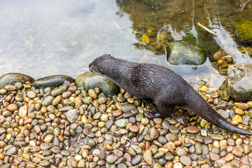 Asian-clawed Otter  at London Wetland in Barnes.