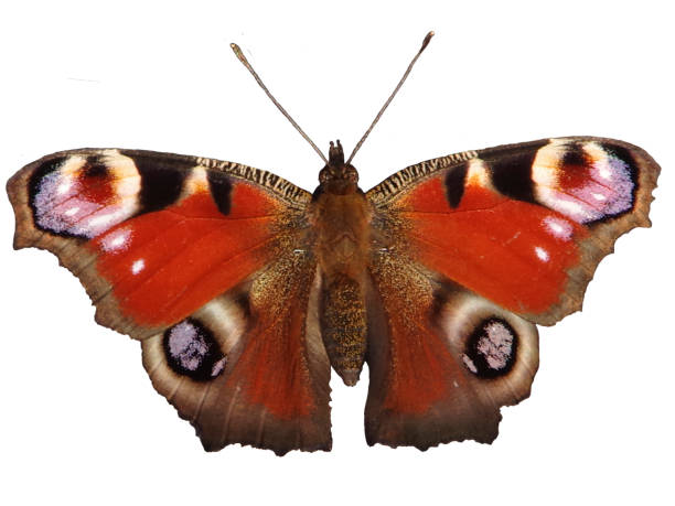 istock Brown butterfly isolated on white background 1460104688