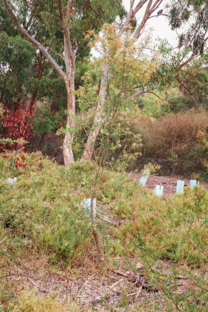 istock australian bush landscape with newly planted trees 1460106782
