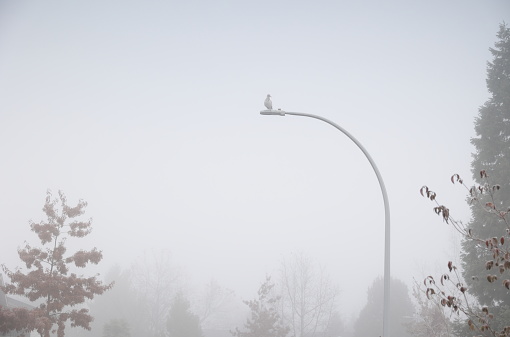 A seagull observes from a high vantage point on a tree-lined residential neighbourhood in Surrey, British Columbia. Autumn morning in the fog.