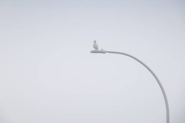 A seagull observes while perched on a curved lamp post in Surrey, British Columbia, Canada. Autumn morning in the fog.
