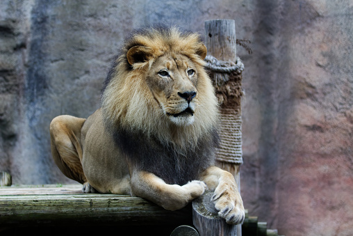 A healthy male lion with full mane, resting after eating for several hours.